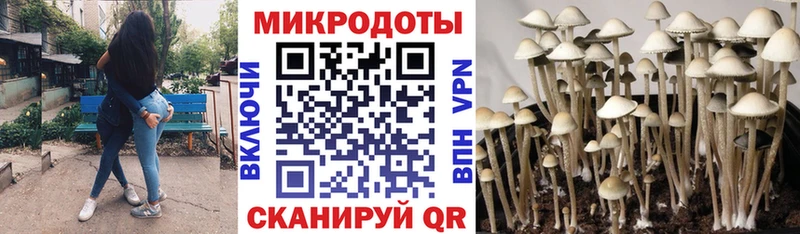 Галлюциногенные грибы Psilocybe Ивангород